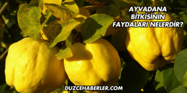 Ayvadana Bitkisinin Faydaları Nelerdir?