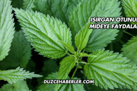 Isırgan Otunun Mideye Faydaları