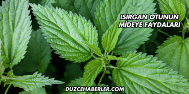 Isırgan Otunun Mideye Faydaları