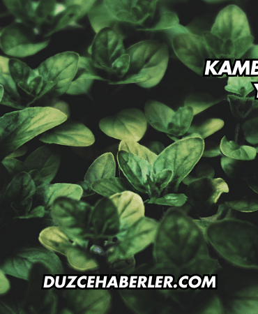 Kambiyum Ne İşe Yarar?