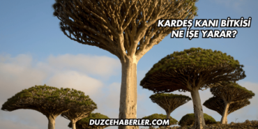 Kardeş Kanı Bitkisi Ne İşe Yarar?