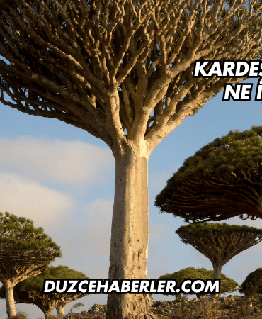 Kardeş Kanı Bitkisi Ne İşe Yarar?