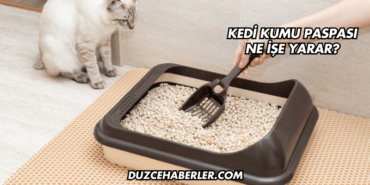 Kedi Kumu Paspası Ne İşe Yarar?