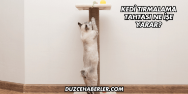 Kedi Tırmalama Tahtası Ne İşe Yarar?