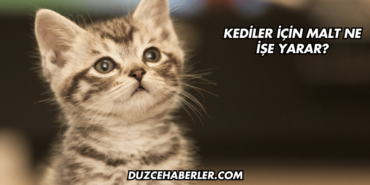 Kediler İçin Malt Ne İşe Yarar?