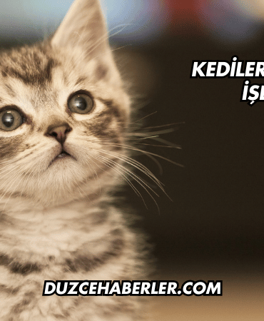 Kediler İçin Malt Ne İşe Yarar?