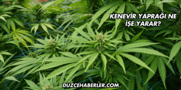 Kenevir Yaprağı Ne İşe Yarar?