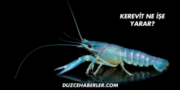Kerevit Ne İşe Yarar?