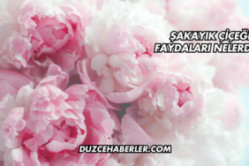 Şakayık Çiçeği Faydaları Nelerdir?