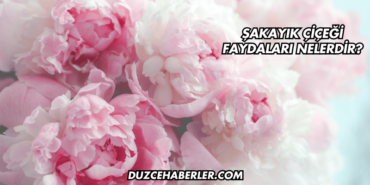 Şakayık Çiçeği Faydaları Nelerdir?