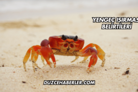 Yengeç Isırması Belirtileri