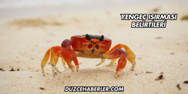 Yengeç Isırması Belirtileri