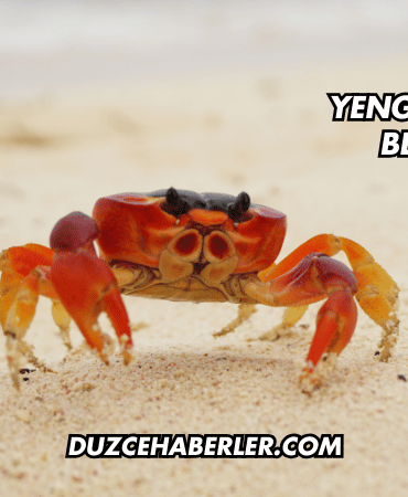 Yengeç Isırması Belirtileri